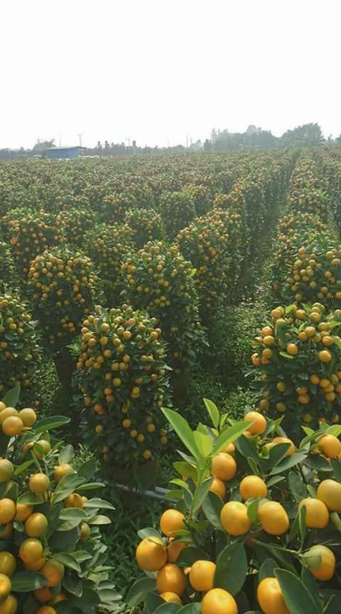 Tangerine Paradise - Tangerines, Field, Фрукты