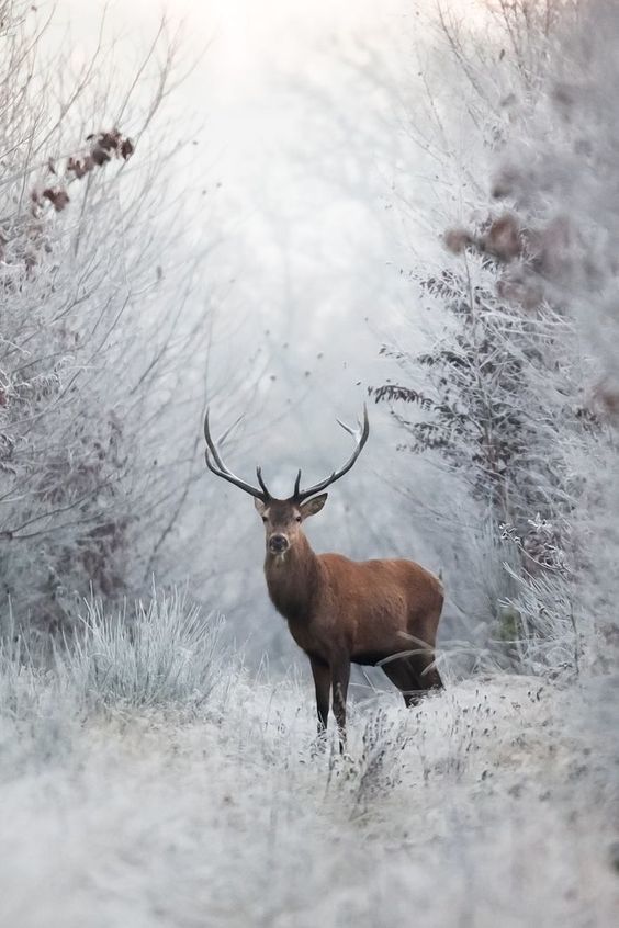 Guardian of the Forest - Deer, , Winter, Nature, Longpost, Deer