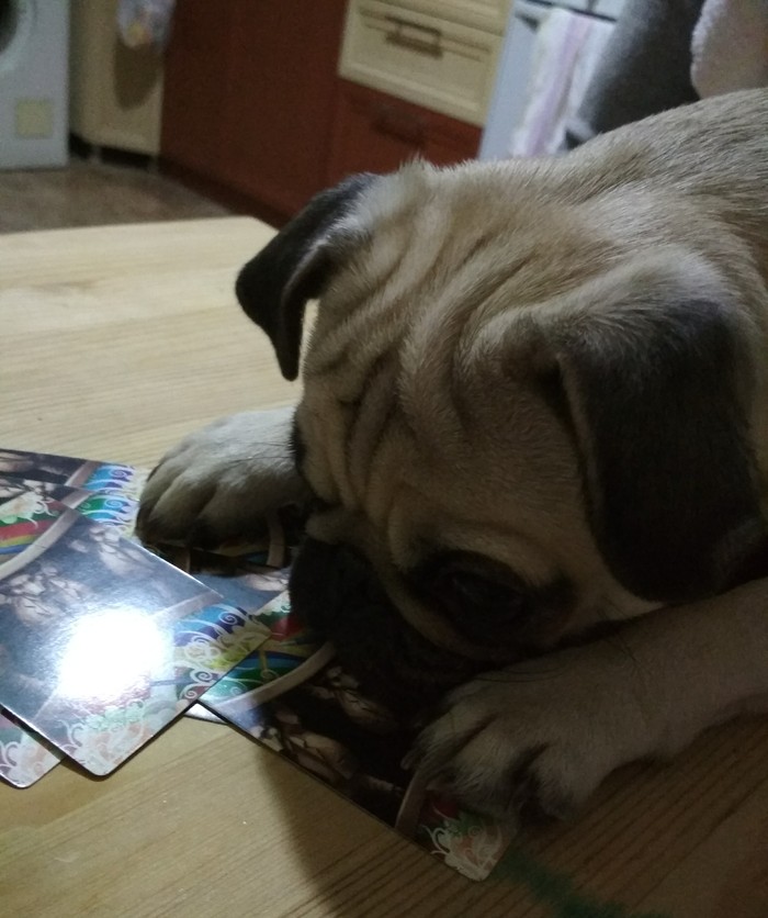 When bad cards are caught - My, Pug, Dog, Card game, Pig