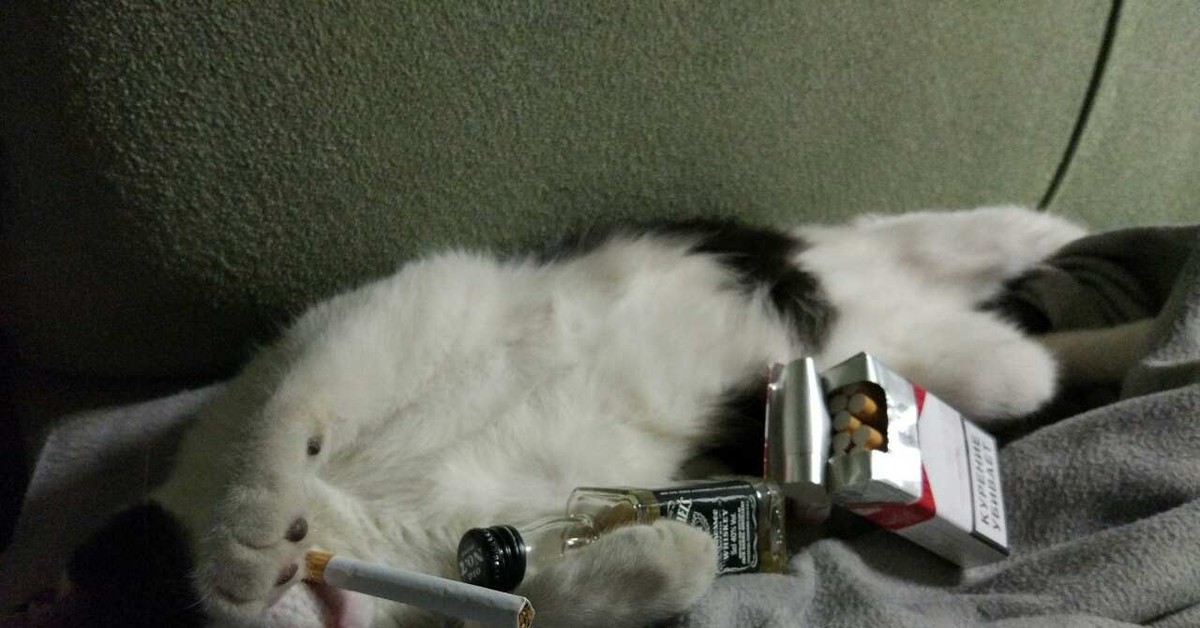 Кот алкоголик горе в семье