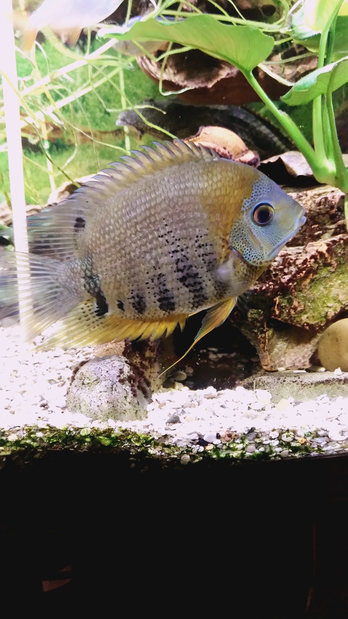 My cute lovers - My, Aquarium, Aquarium fish, The photo, Longpost, Pet, Hobby, Pets