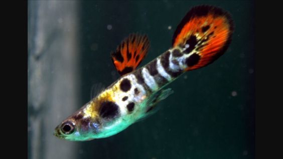 Гибрид Gu- End?