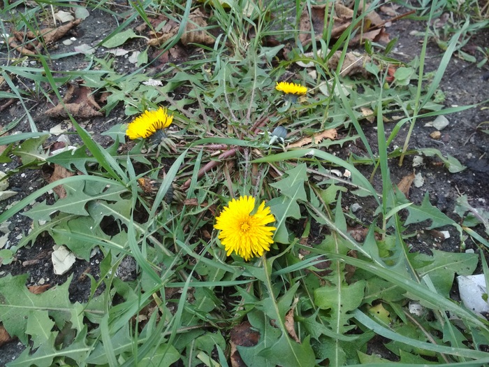 And we have winter... - Heat, Winter, My, Краснодарский Край, Dandelion