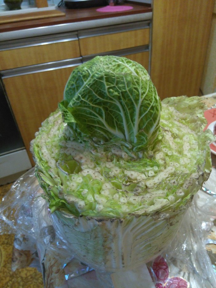 Self-healing head of cabbage... - Longpost, My, Cabbage, Nature