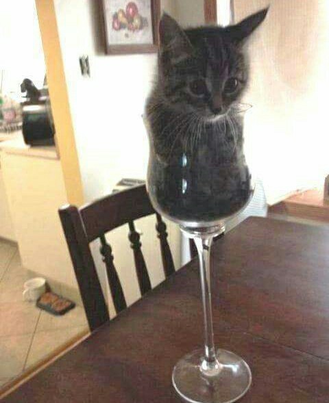 Header not needed - cat, , Goblets, Cats are liquid