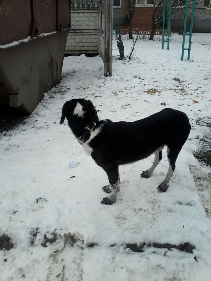 Lost dog. Novomoskovsk. Zalesny Park st. house 20-22. The dog is not afraid of people, but did not go into the house. maybe someone recognizes the dog. - My, Found a dog, Dog, Longpost, Help, In good hands, Zalesny, Novomoskovsk, Helping animals