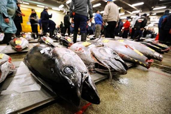 Tuna sells for $323,000 at Tokyo fish market - Agronews, Tuna, Tokyo, Japan, Market, A fish, Auction