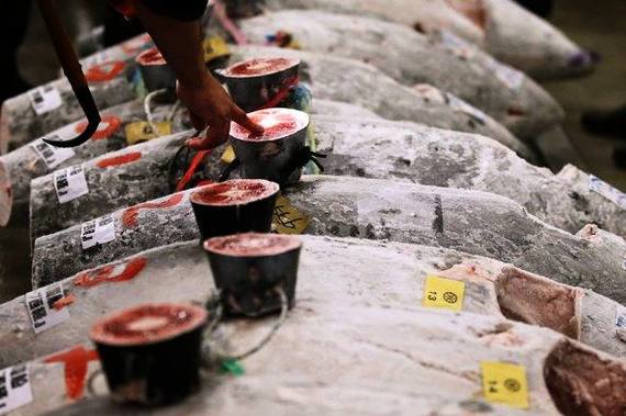 Tuna sells for $323,000 at Tokyo fish market - Agronews, Tuna, Tokyo, Japan, Market, A fish, Auction