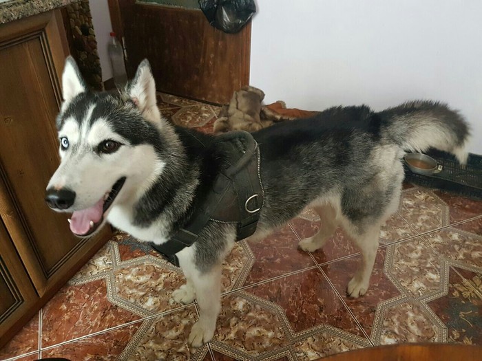 Husky found, Sevastopol. - , Sevastopol, Found a dog, Dog