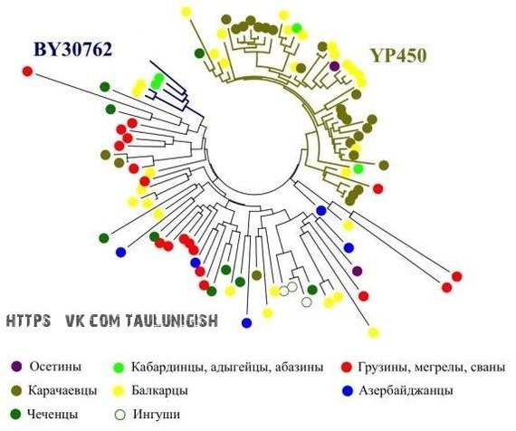 Family-clan structure of Karachais and its correlation with the results of the study of the DNA Y-chromosome. Part 2: Detailed analysis. - DNA, Karachays, Balkars, Alans, Genetics, Origin, Story, Genus, Longpost