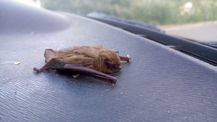 Moths on the Costa del Sol - My, Bat, Spain, 