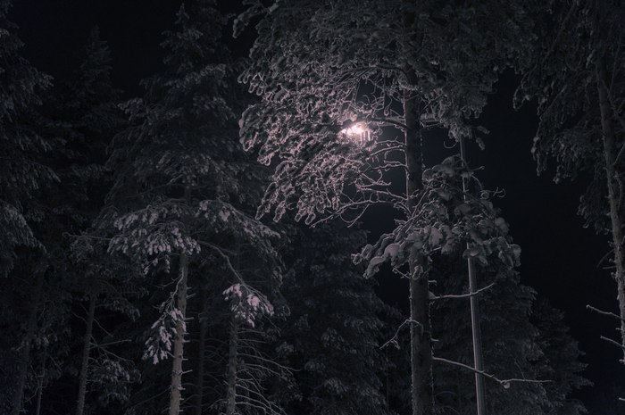 Kristina Abramova / Dark - The photo, Winter, Forest, Night, Longpost, 