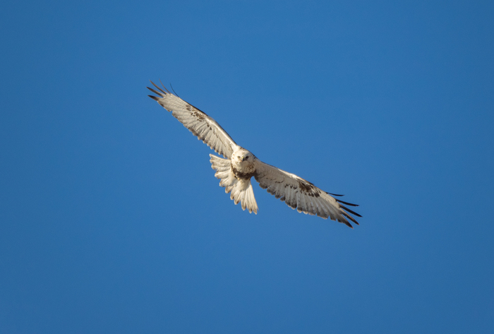buzzards - Longpost, Predator birds, , Buzzard, Photo hunting, My