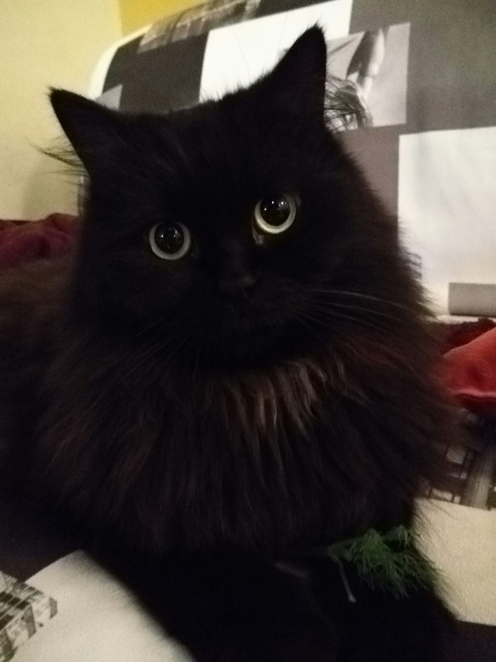 my black demon - My, cat, Demon, Pet, Pets