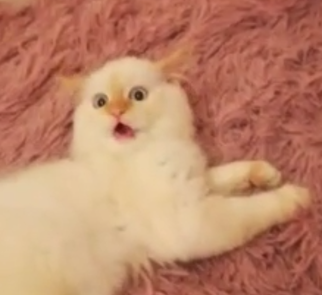 Kitten in disbelief! :) - WTF, Astonishment, Meow, cat