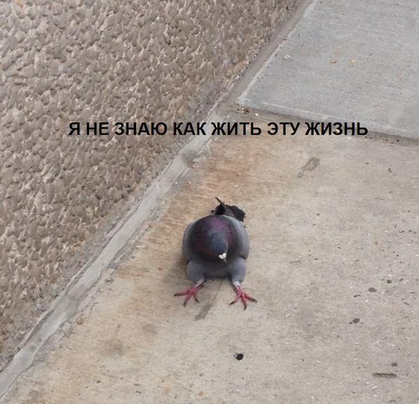 Gennady, are you? - Pigeon Gennady, Pigeon, Picture with text