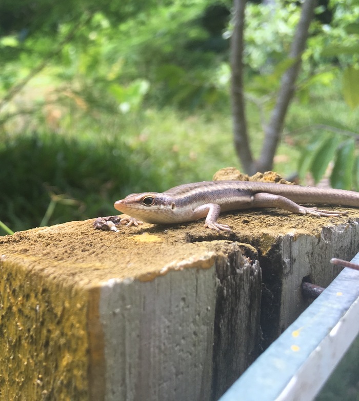 Beauty :o - My, Nature, Animals, Lizard