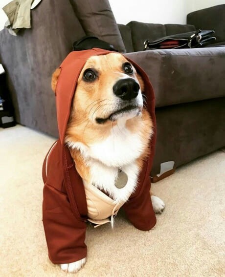 A little cosplay. - Cosplay, Animals, Longpost, cat, Dog