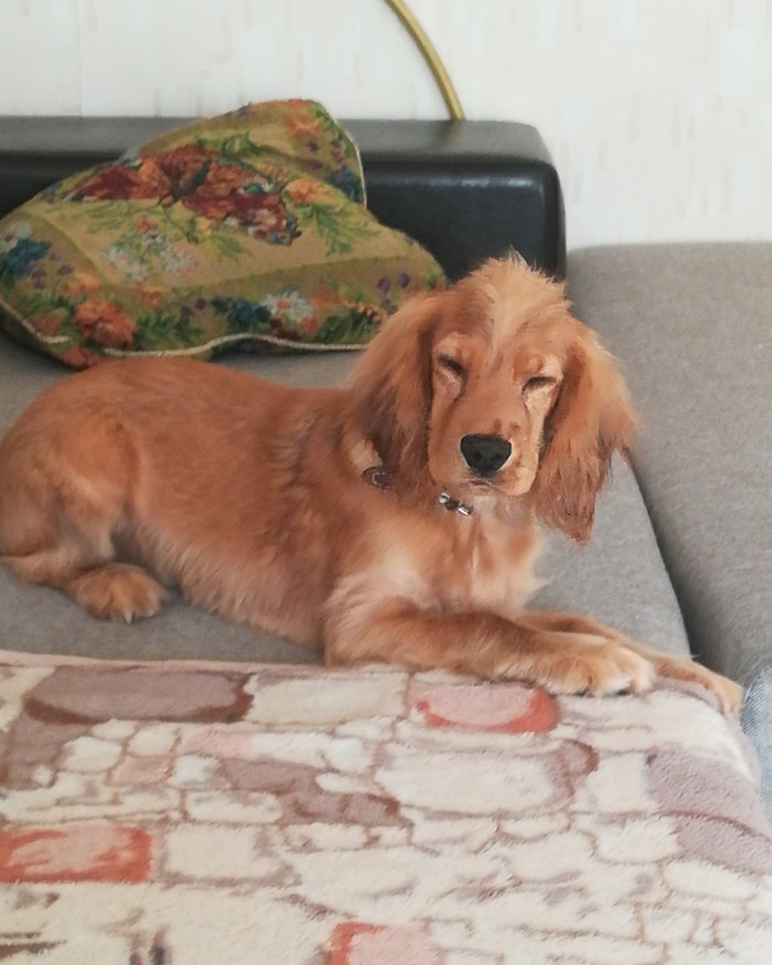 The same expression when you did what you couldn’t (in this case, climb on the sofa) - My, Dog, Milota