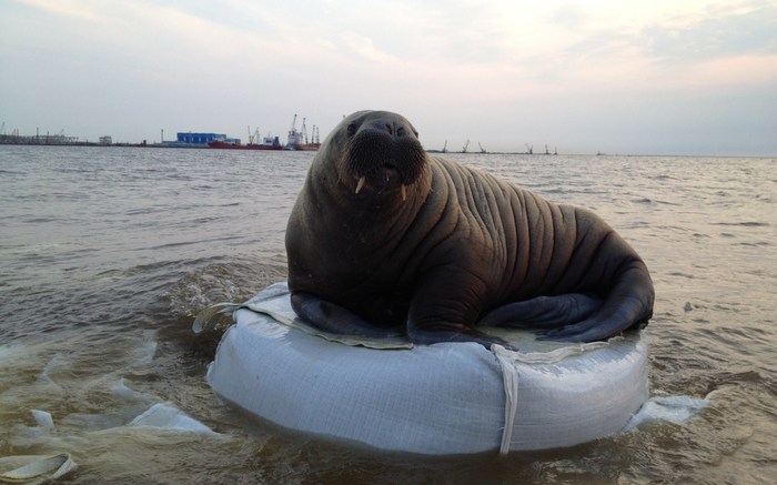 Walrus Georges in your tape ... - Sabetta, Walruses, Arctic