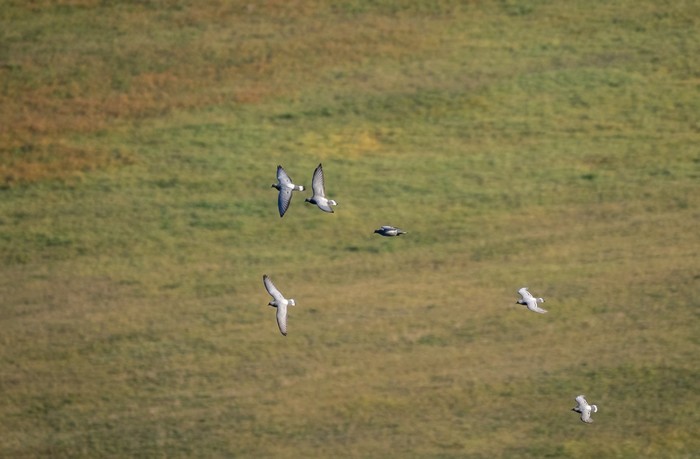 Help identify the bird - My, Birds, unknown bird, Photo hunting