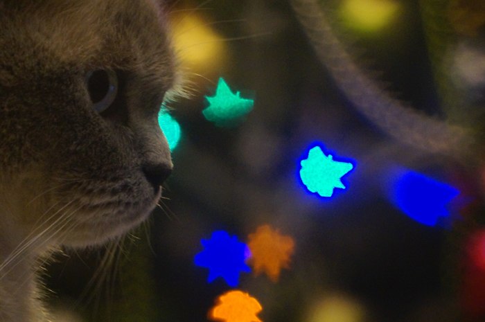 Christmas cat ^_^ - My, cat, Christmas trees, New Year