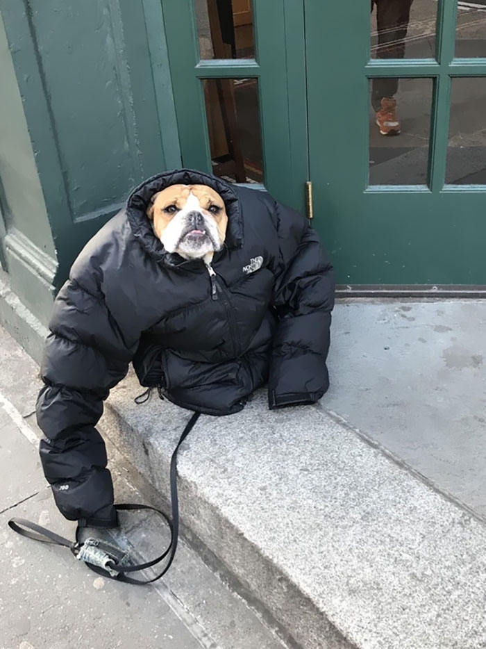 When you need to warm up at any cost - USA, Cold, Dog