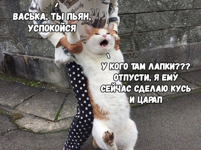 Новый год у котов!! - Новый Год, Кот