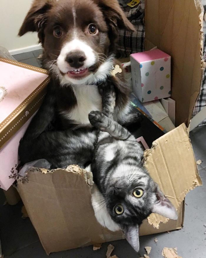 We don't regret anything! - Dog, cat, Box, Prankster