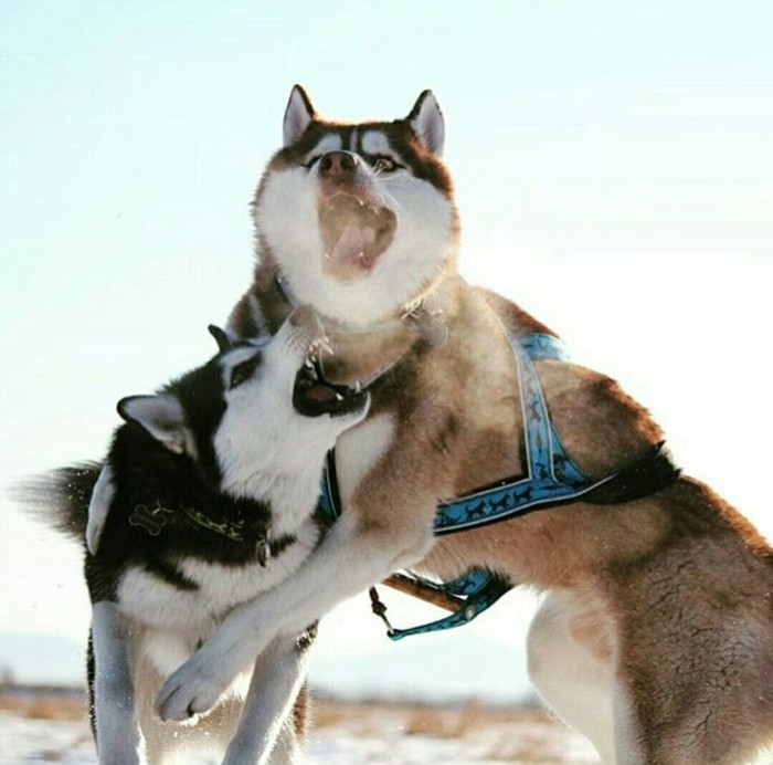 Kamchatka Huskies. Intimate talk. - Husky, Kamchatka, Instagram, Talk, Who is more important