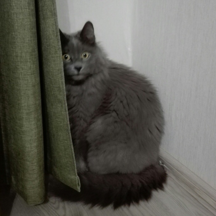 Smoky cat Athanasius: - cat, Pet, Animals, Milota, Mimimishno, Longpost, Pets