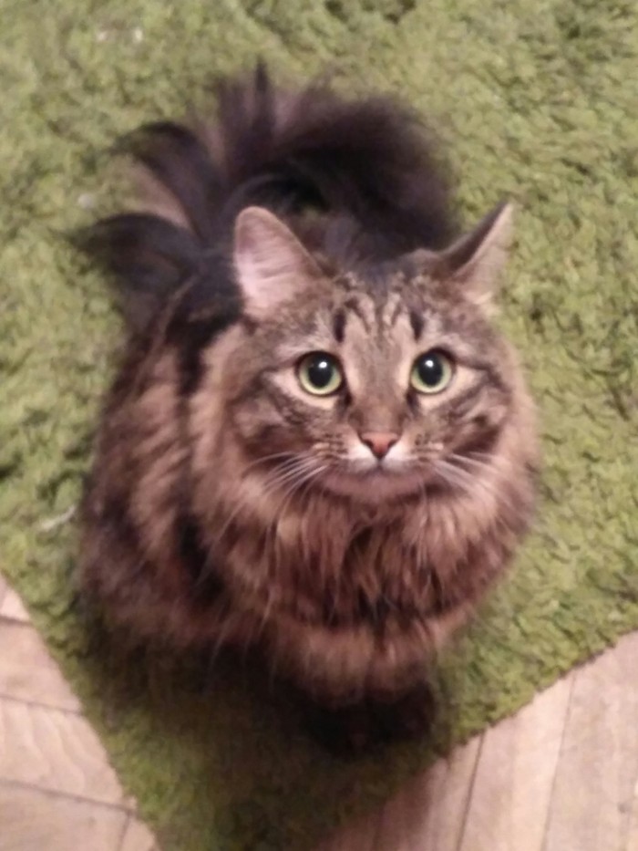 Самый лучший в мире кош