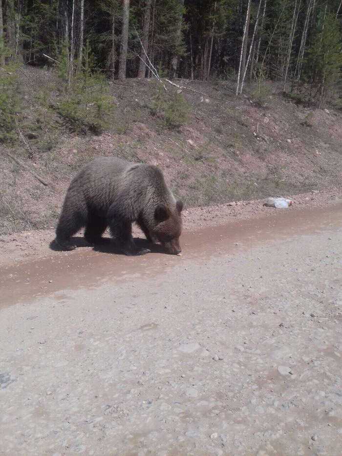 Misha loves caramel) - My, Michael, Nature, The Bears, Longpost