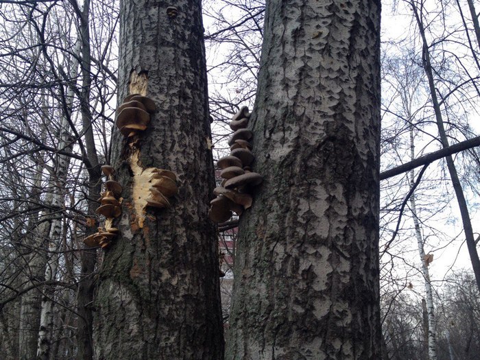 Oyster mushrooms. - Mushrooms, Oyster mushroom, Winter