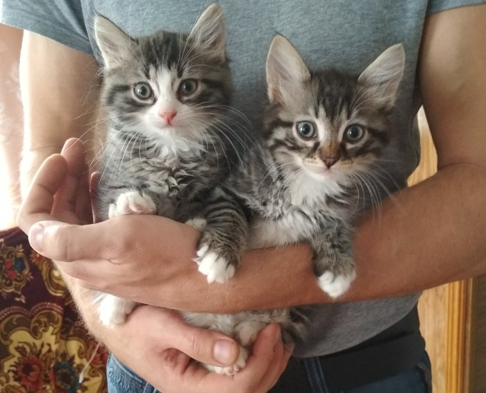 Пара молодых котов ищут новый дом.