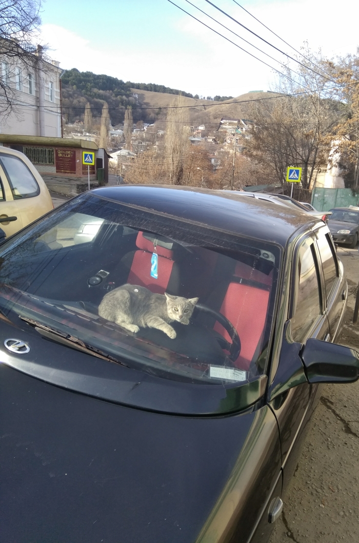 Today in Kislovodsk I burned a racing driver)) - My, cat, Car theft, Kislovodsk