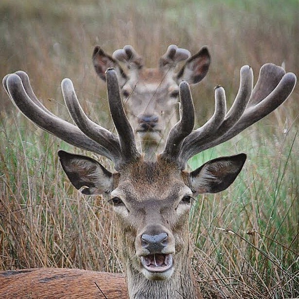 I removed the camera! - Instagram, , Deer, The photo, Deer