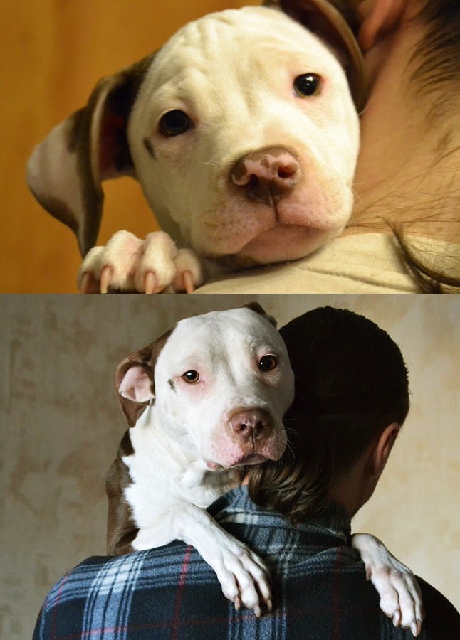 A year has passed, but the habits are still the same - My, Dog, Pitbull, It Was-It Was