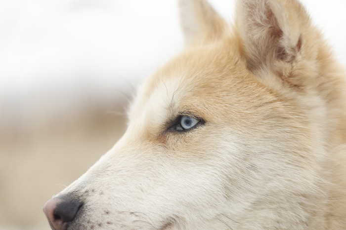 Someone's phenotype - My, Dog, Animal shelter, Sheremetyevo Shelter, Longpost