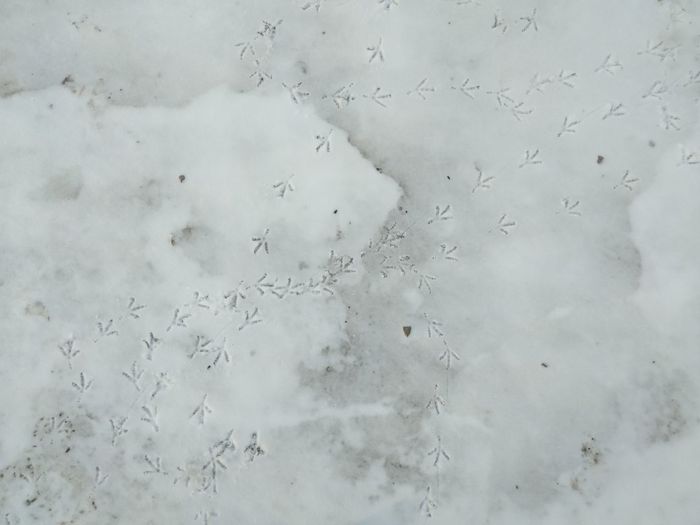 Flightradar24 of my yard - My, Birds, Footprints, Snow, Flightradar24