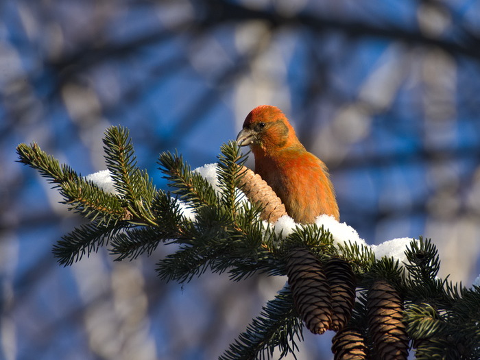 Siberian parrots. - My, Crossbill, Birds, Winter, Longpost, Birdwatching