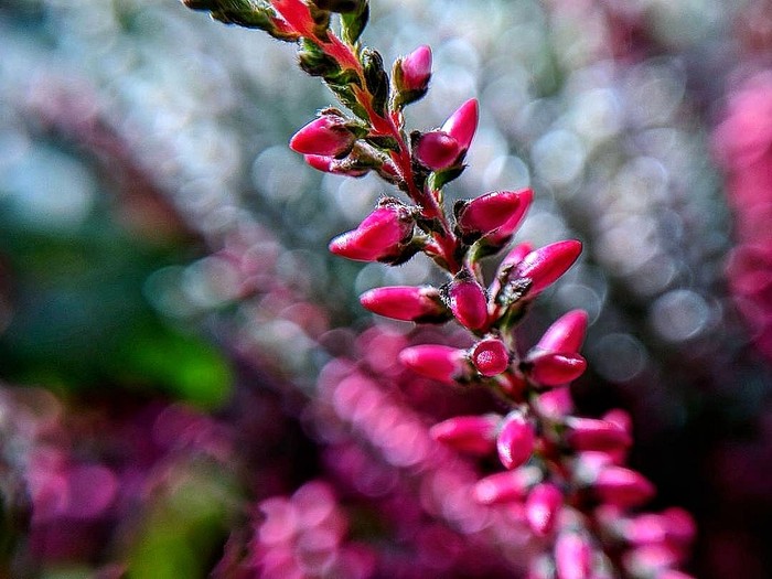 Macro on the phone - My, My, The photo, Mobile photography, Macro, Macro photography, Oneplus 3t, Flowers, Moscow, Longpost