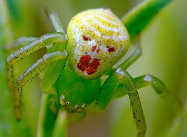 Spider faces. - Spider, Arachnophobia, Color, Similarity, Longpost