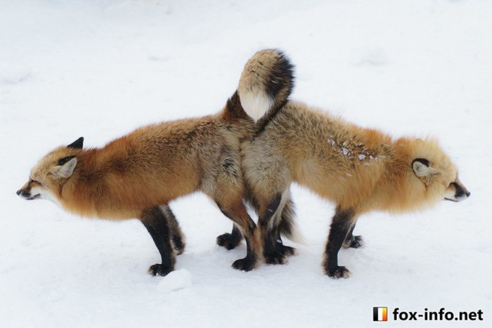 Well oh... - NSFW, Fox, Coupling