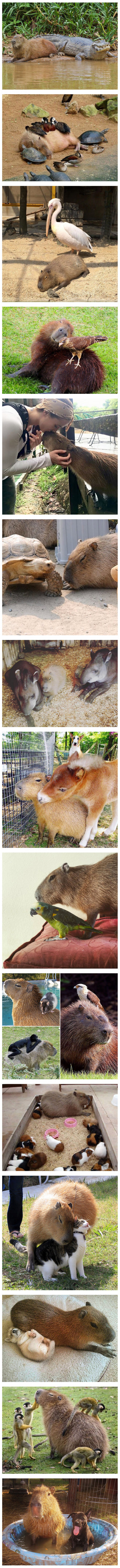 The capybara, unlike the enemy of all the honey badger, is a friend to all. - Capybara, Friend, Honey badger, Longpost, Animals, Facts