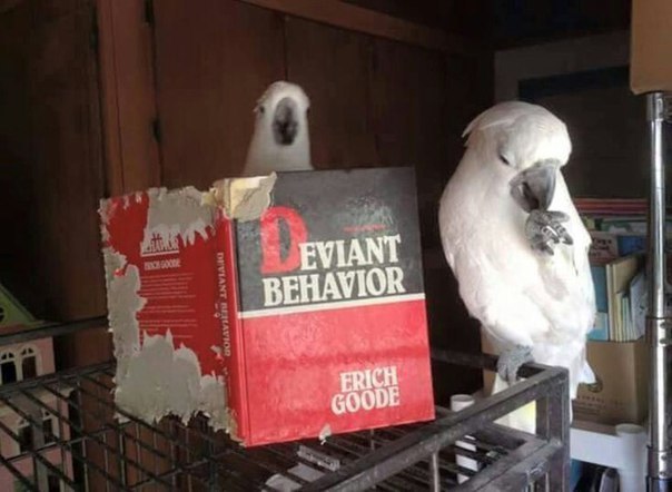 destructive behavior. - Kakadu alba, Cockatoo, A parrot