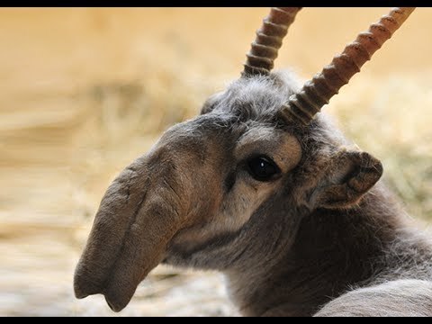 Such an interesting animal - Zhdun, Saiga, Animals, Longpost, Saiga