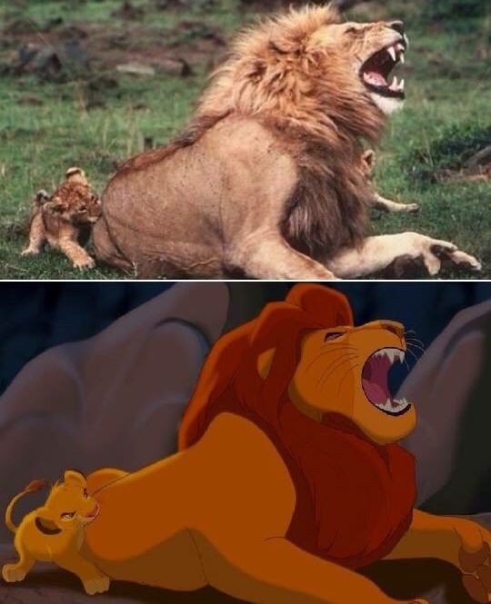 The lion king in real life - The lion king, A life