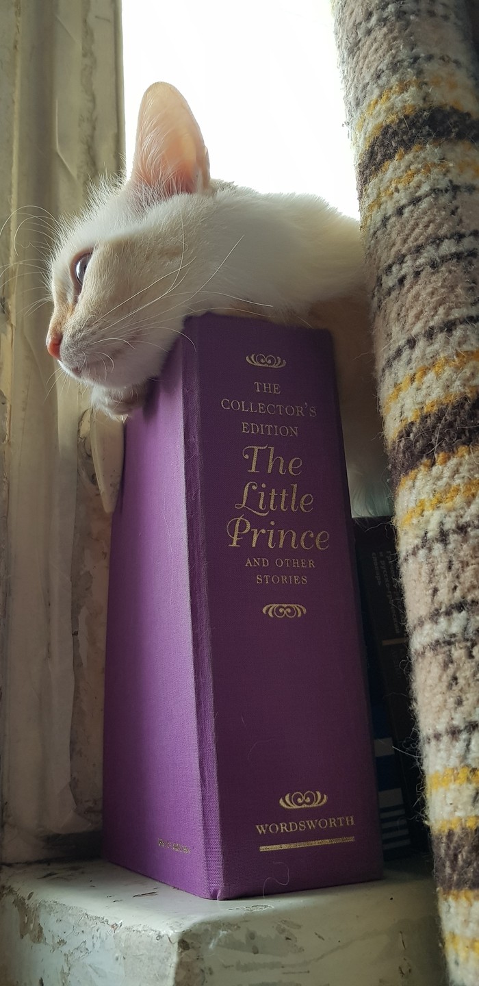 Little Prince - My, cat, The photo, Little Prince, Longpost