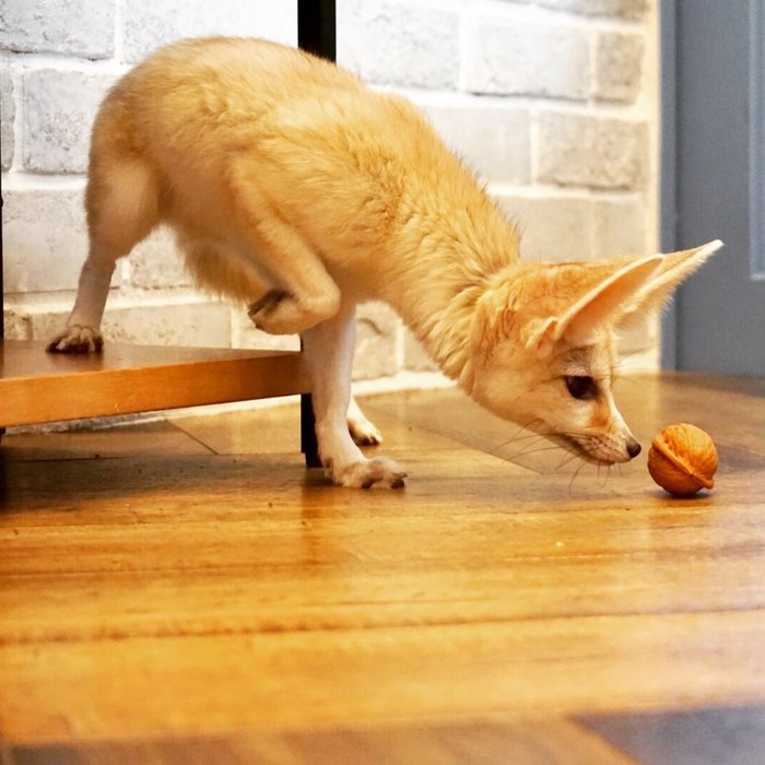 Маленький фенек ^.^